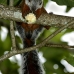 squirrel_variegated_tar_v_0238_cos0543.jpg
